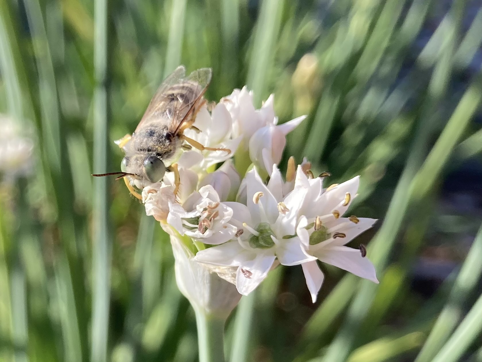 Bee on flower