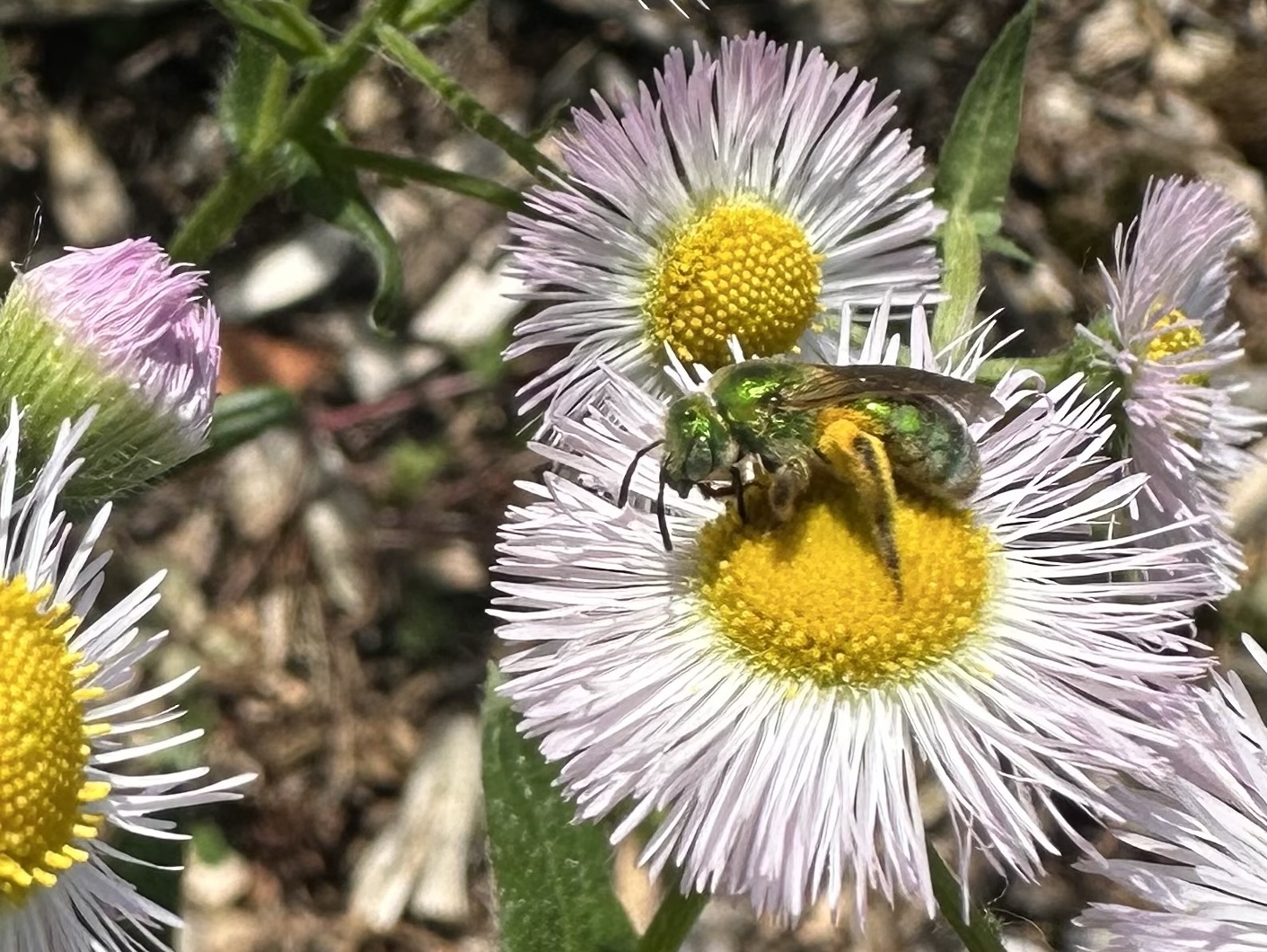 Bee on flower