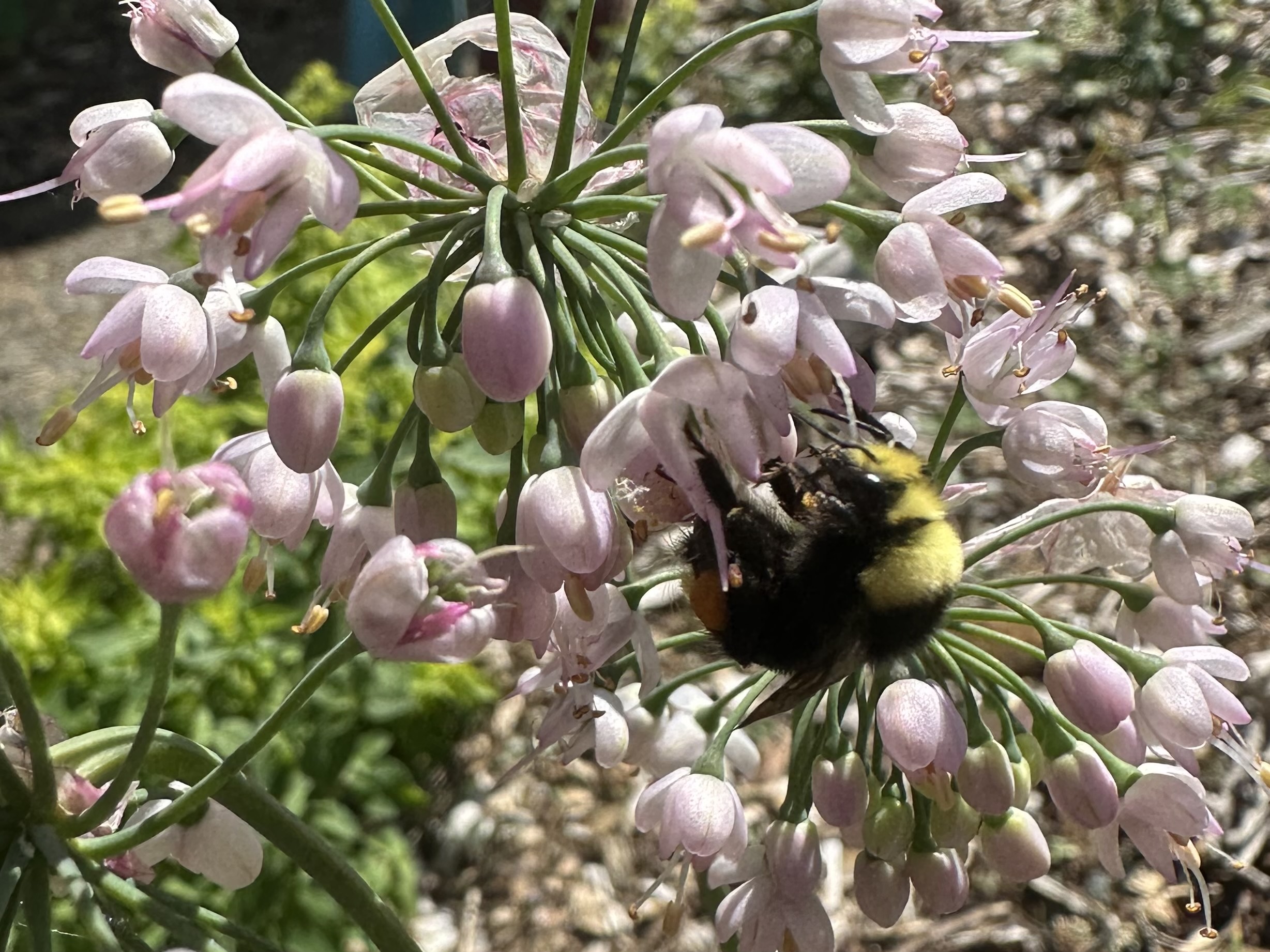 Bee on flower