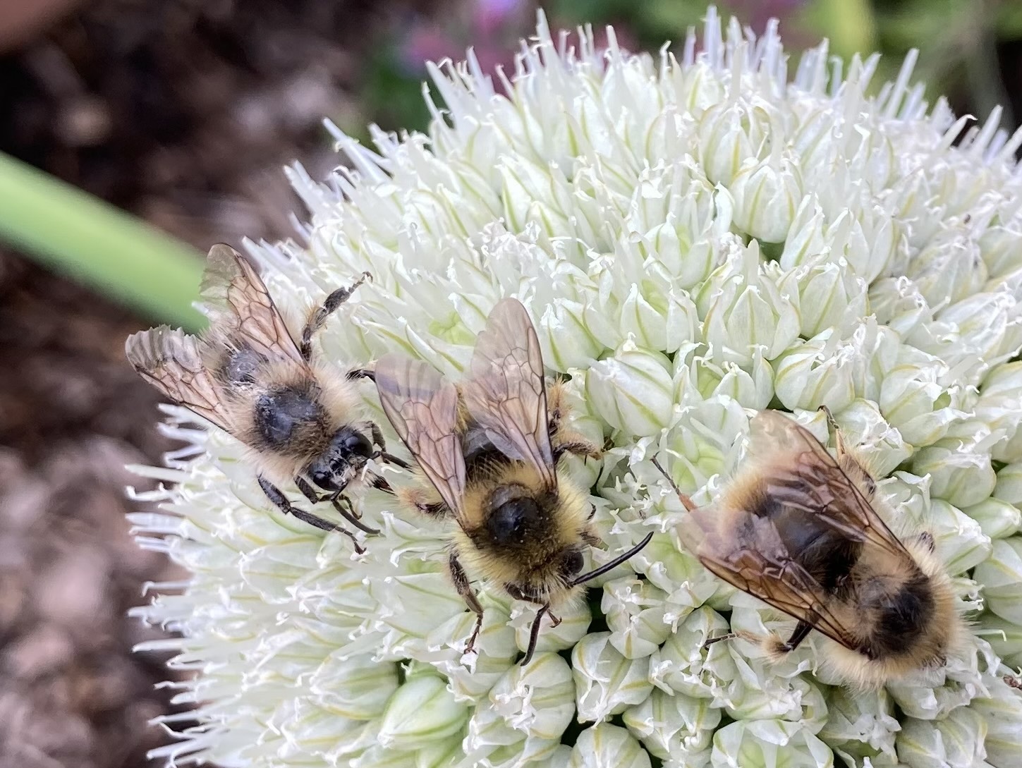 Bee on flower