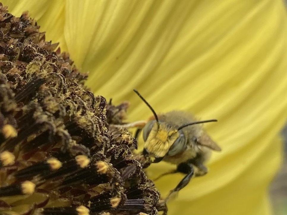 Bee on flower