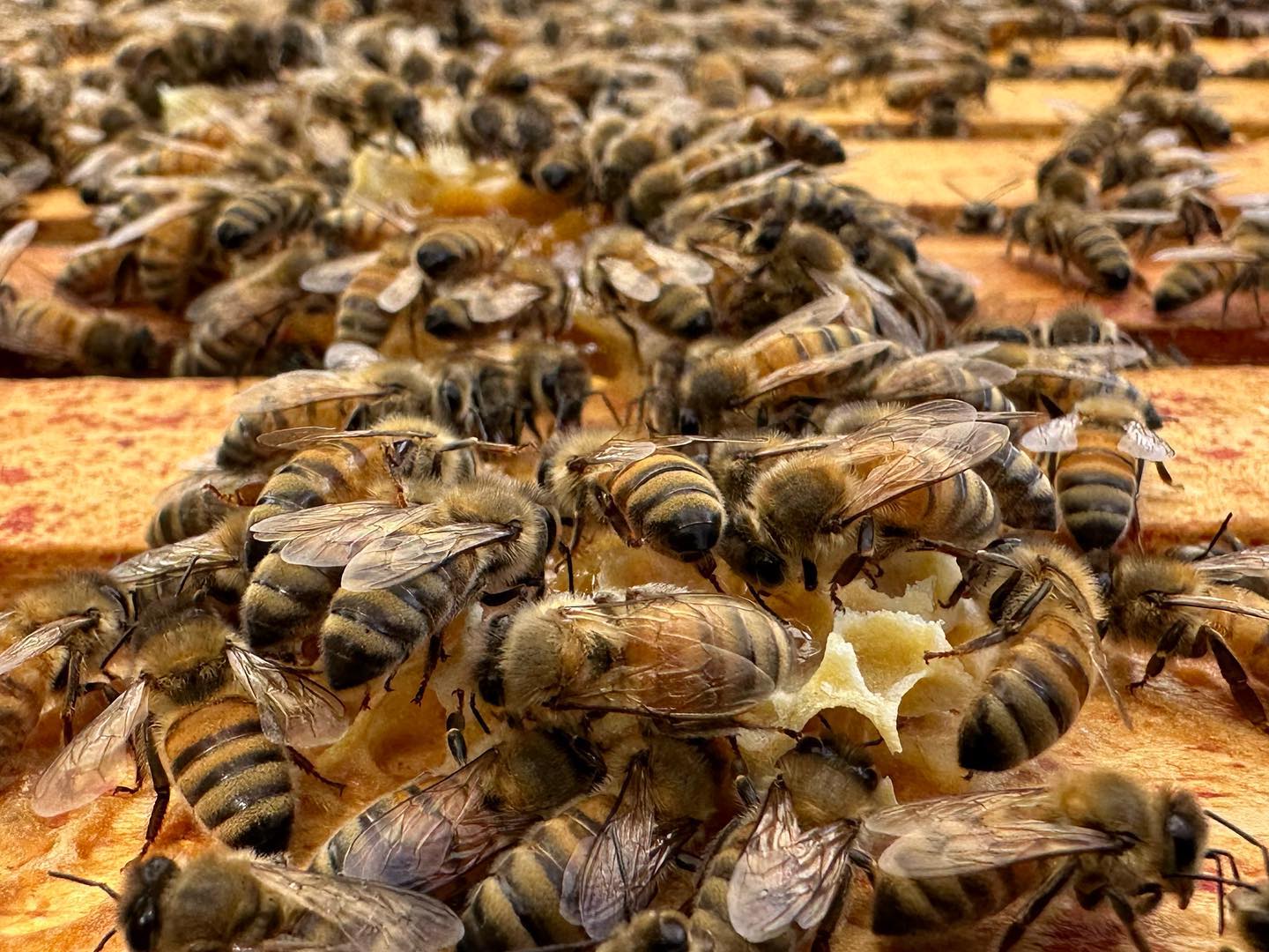 Bees in hive