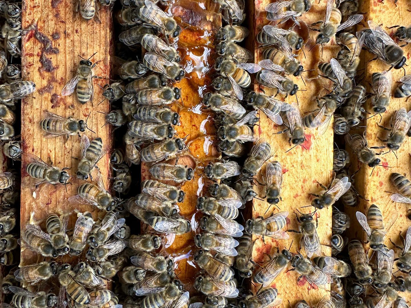 Bees in hive