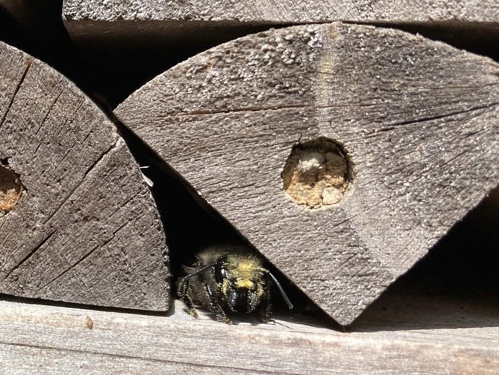 Bee nestling in wood
