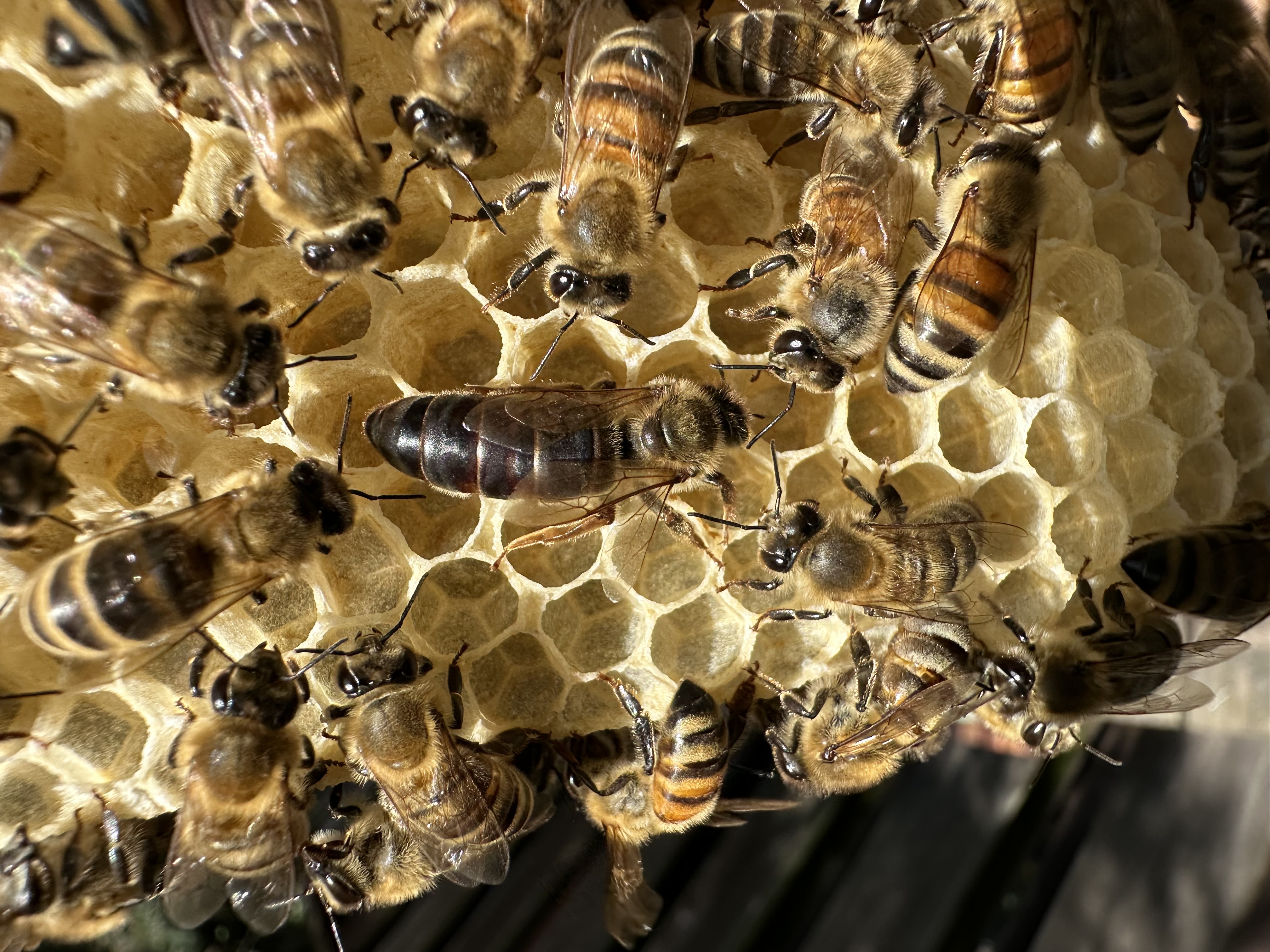 Bees on honeycomb