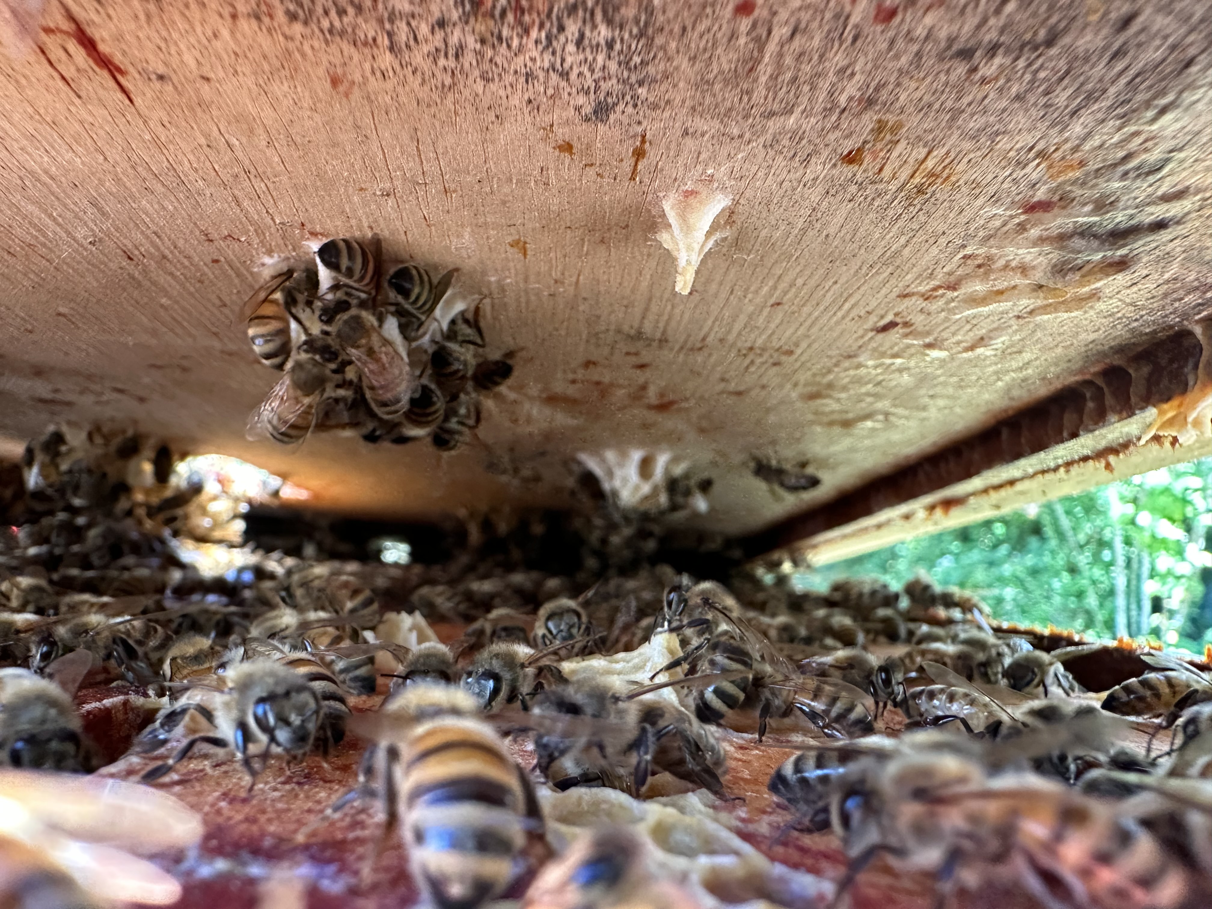 Bees in hive