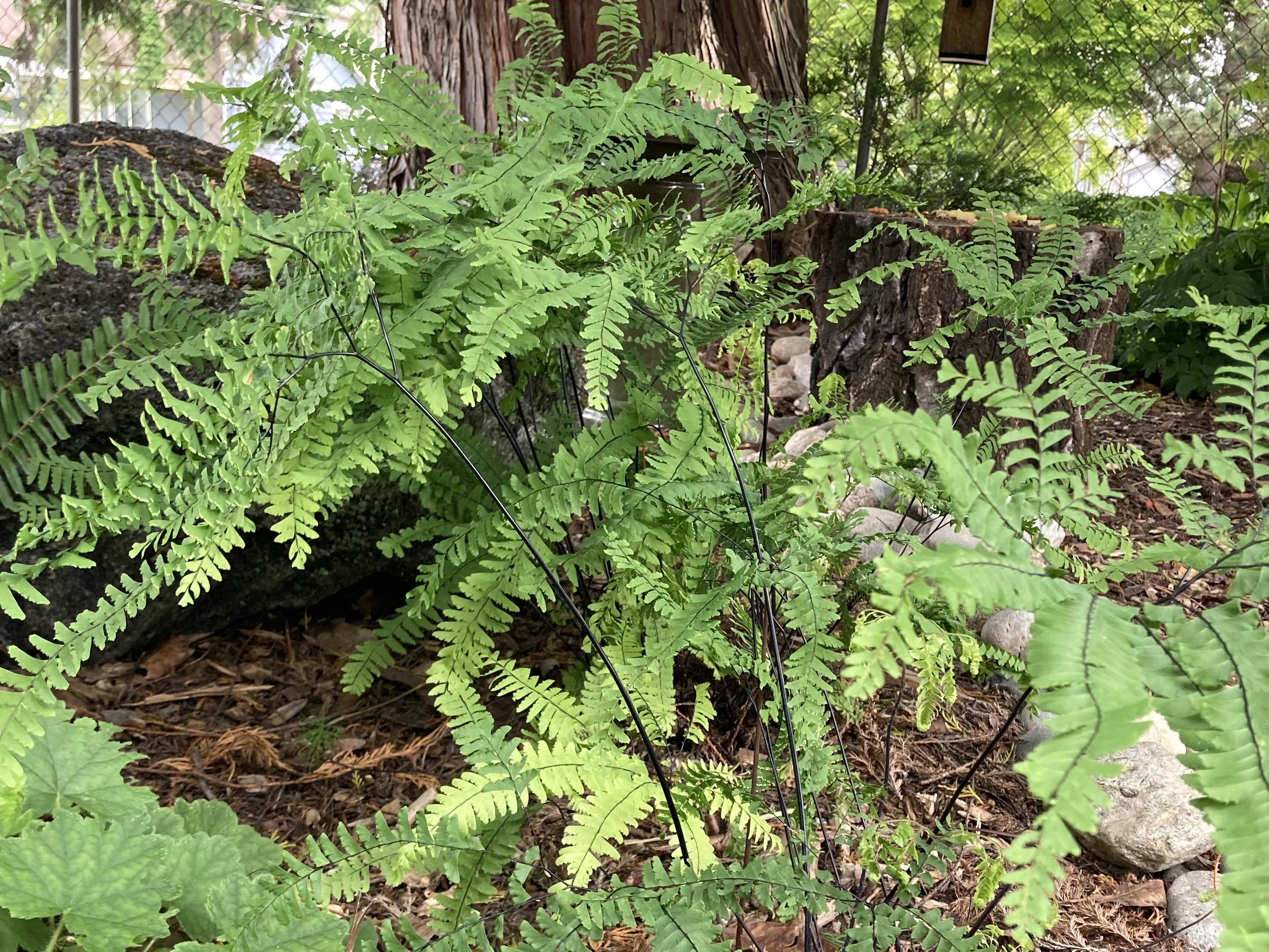 Maidenhair ferns